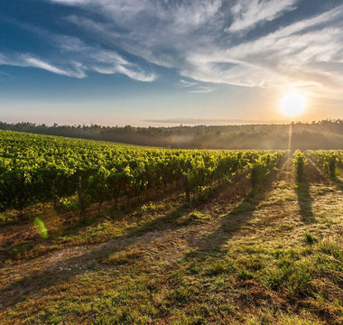 Bodega surrealista: conoces la bodega Arenberg - Wine.com.mx