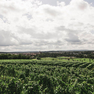 Los efectos del cambio climatico en la copa - Wine.com.mx