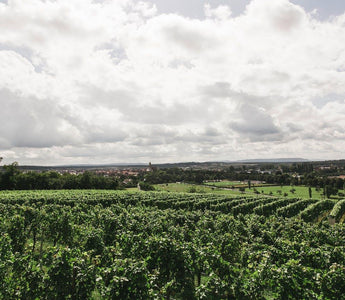 Los efectos del cambio climatico en la copa - Wine.com.mx