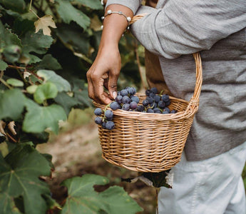 Uva Malbec: todo lo que necesitas saber - Wine.com.mx